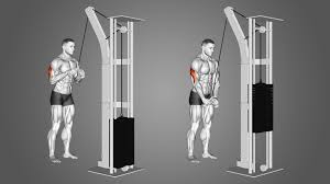triceps